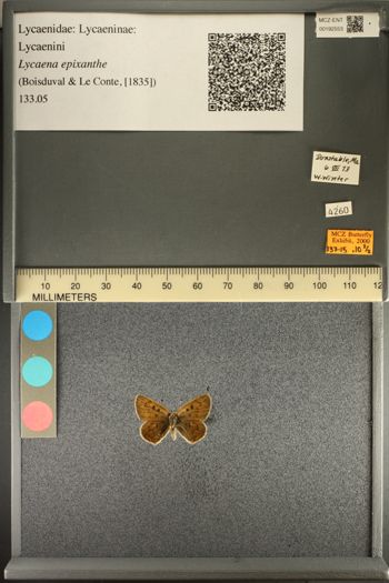 Media type: image;   Entomology 192553
